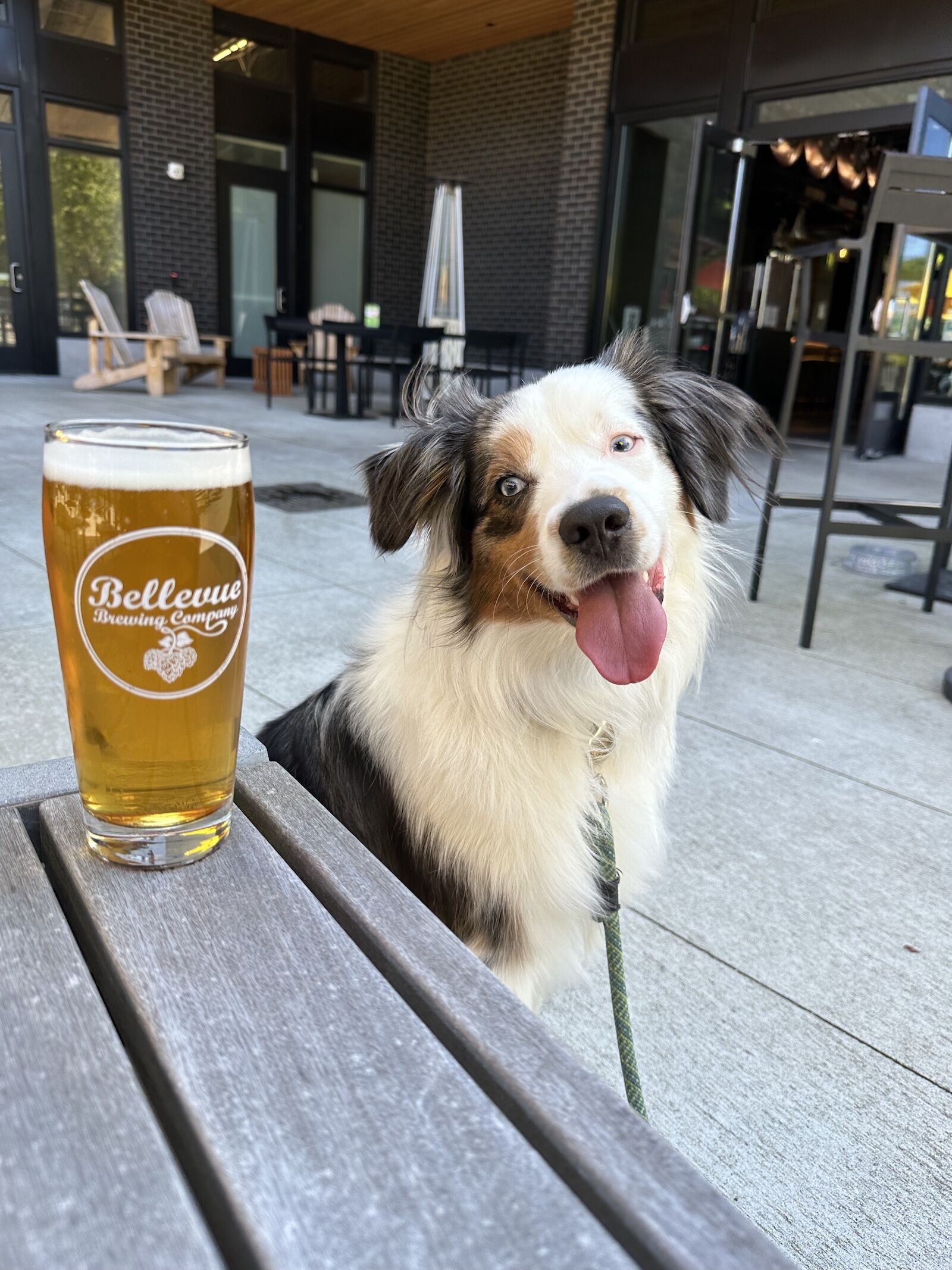 beer with dog at bellevue brewing company tap room in washington
