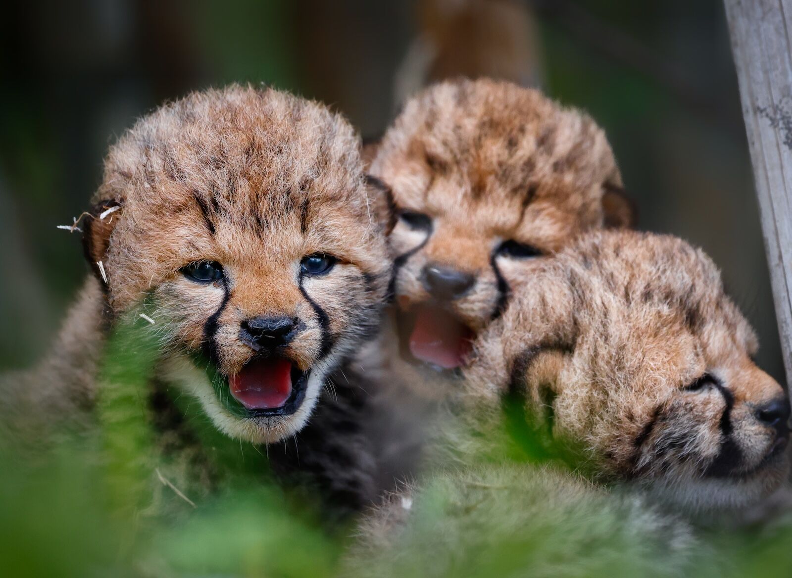 zambia lions - rewilding - cheetah cubs
