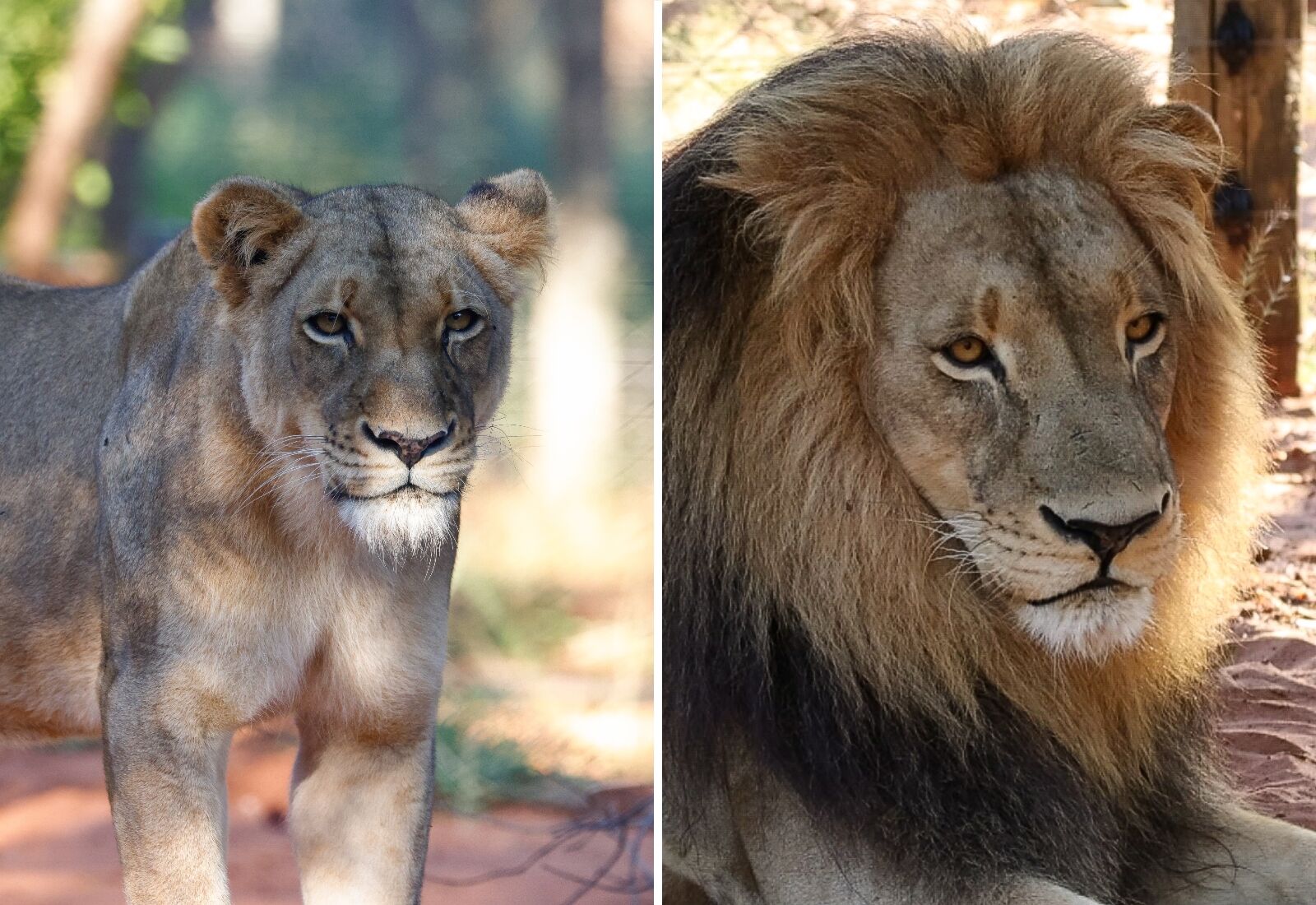 loin rewilding in zambia