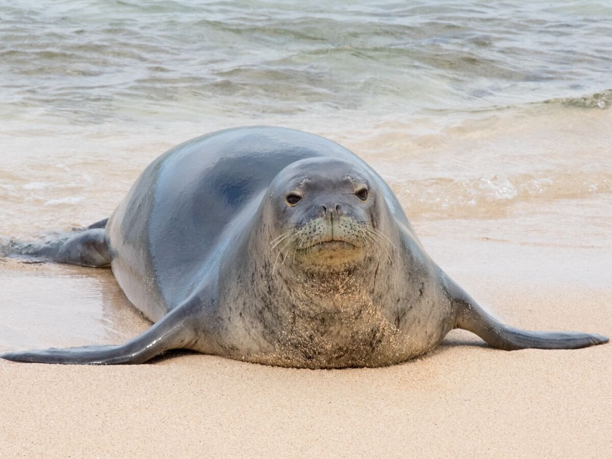 ‘I Don’t Care. I’m Rich’: Tourist Could Face $50,000 Fine and a Year in Prison After Rock Attack on Hawaiian Monk Seal