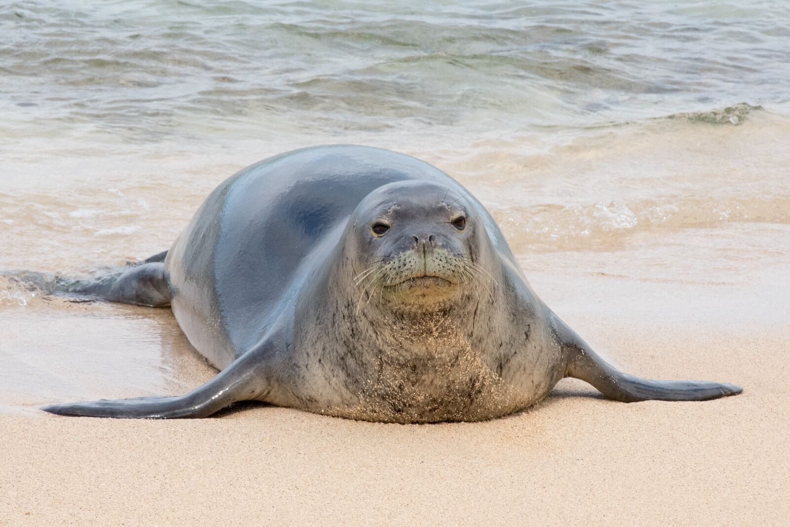 TravelWireDaily — ‘I Don’t Care. I’m Rich’: Tourist Could Face $50,000 Fine and a Year in Prison After Rock Attack on Hawaiian Monk Seal