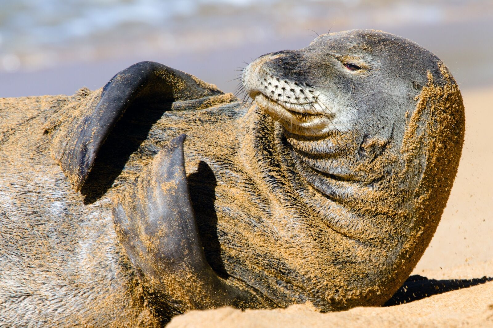 hawaiian monk seal covered in sand