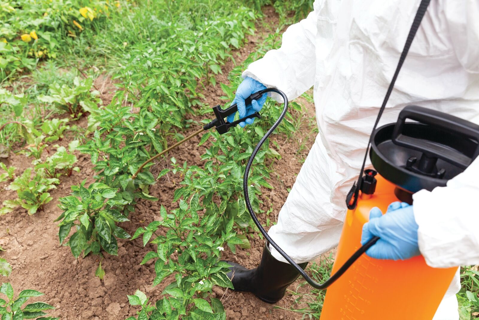 lake tahoe herbicides - spraying device