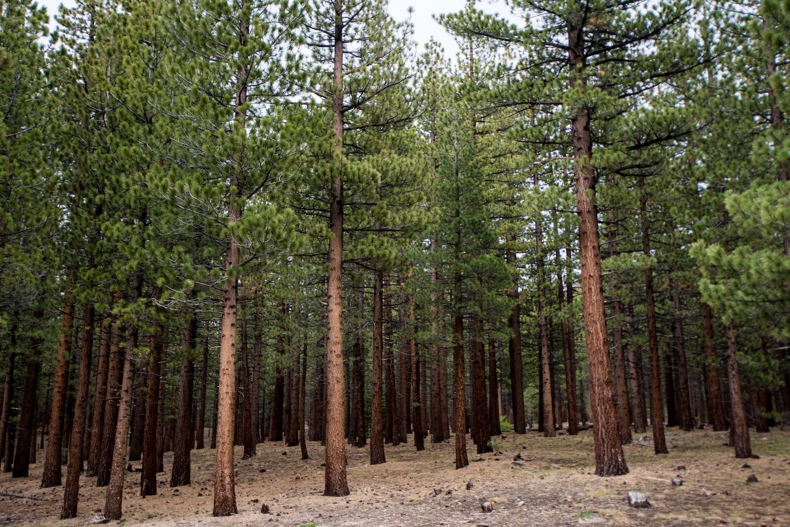 jeffrey pines in northern california