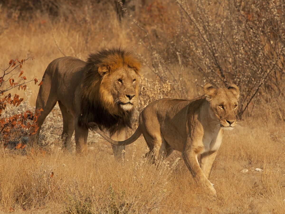 A Zambian Reserve Is Attempting Something Never Done in the Country: Rewilding Captive Lions