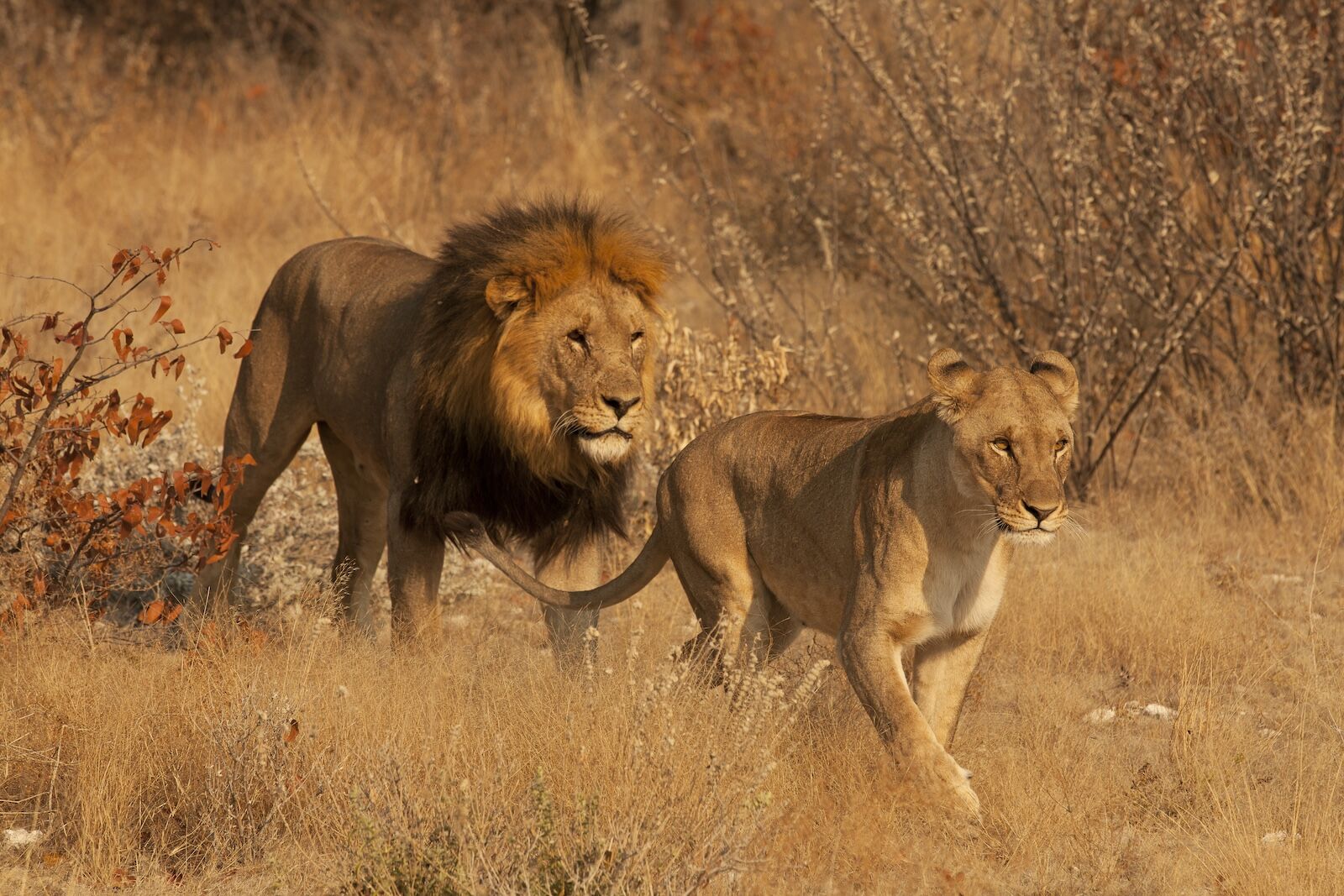 A Zambian Reserve Is Attempting Something Never Done in the Country: Rewilding Captive Lions