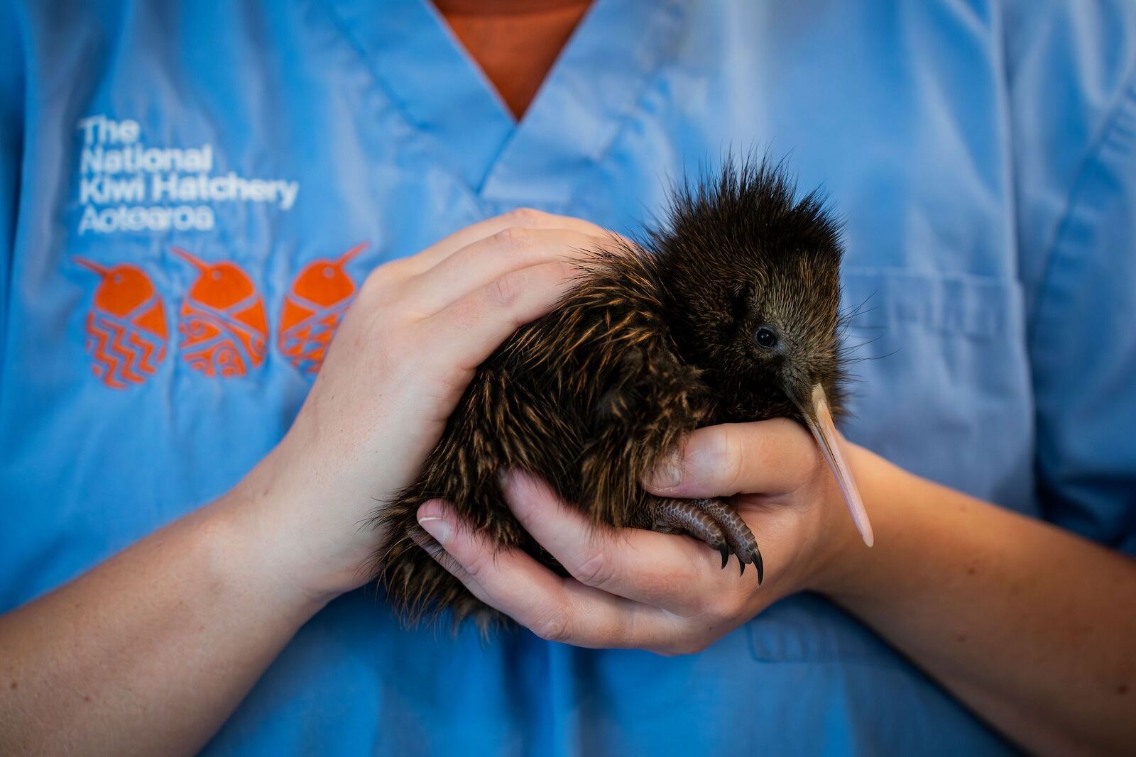 baby kiwi at the kiwi hatchery