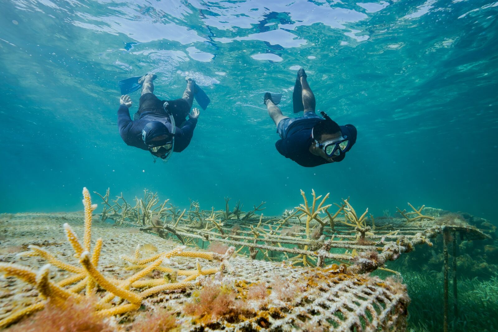 belize reef conservation - divers on snorkel trail