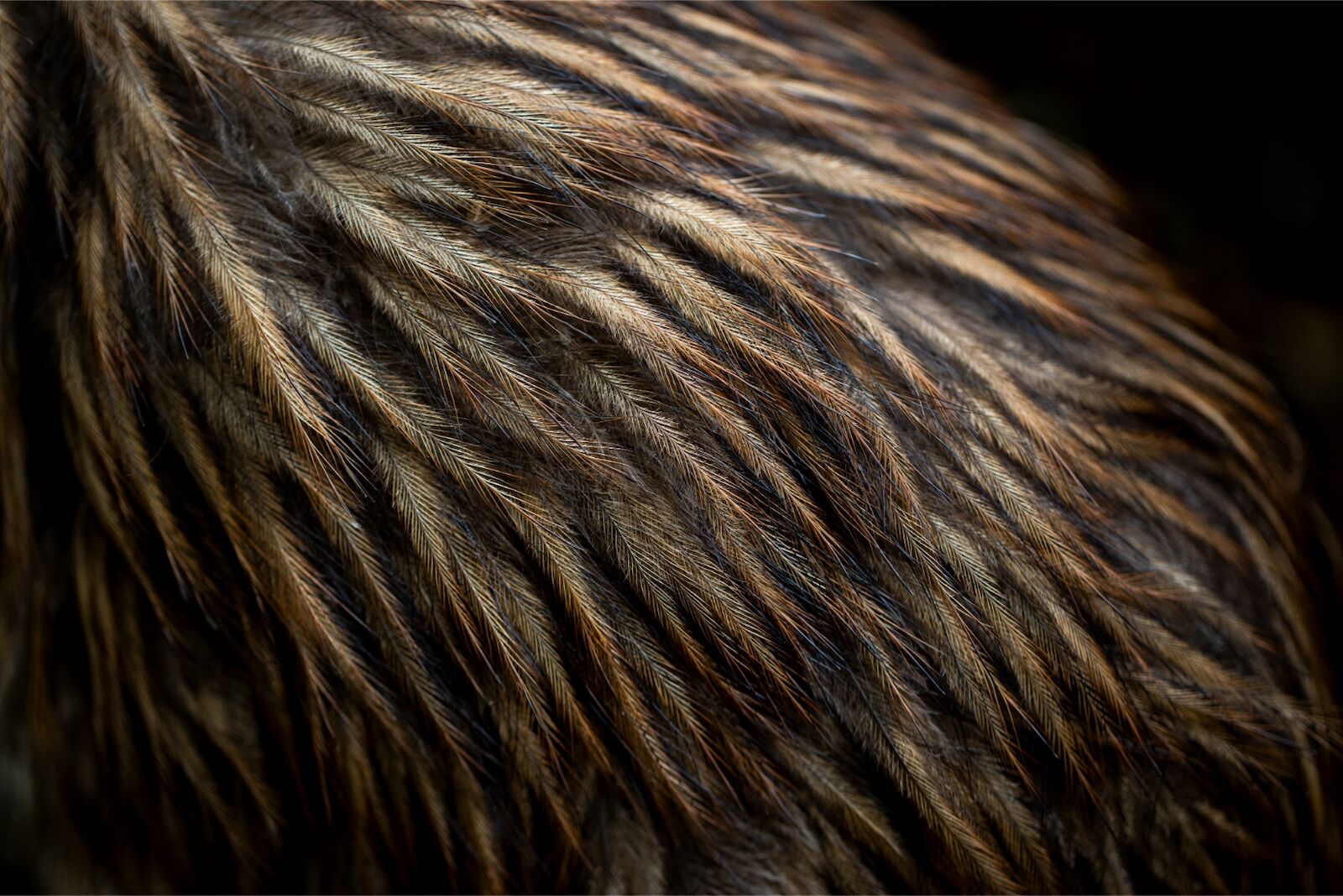 kiwi conservation new zealand - close up of feathers