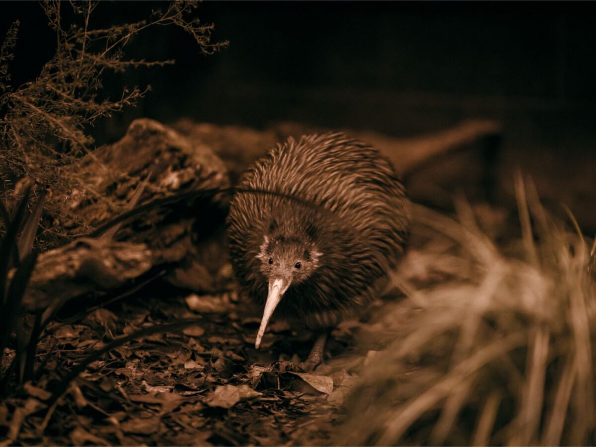 Why Travelers Are Venturing Into New Zealand’s Forests After Dark