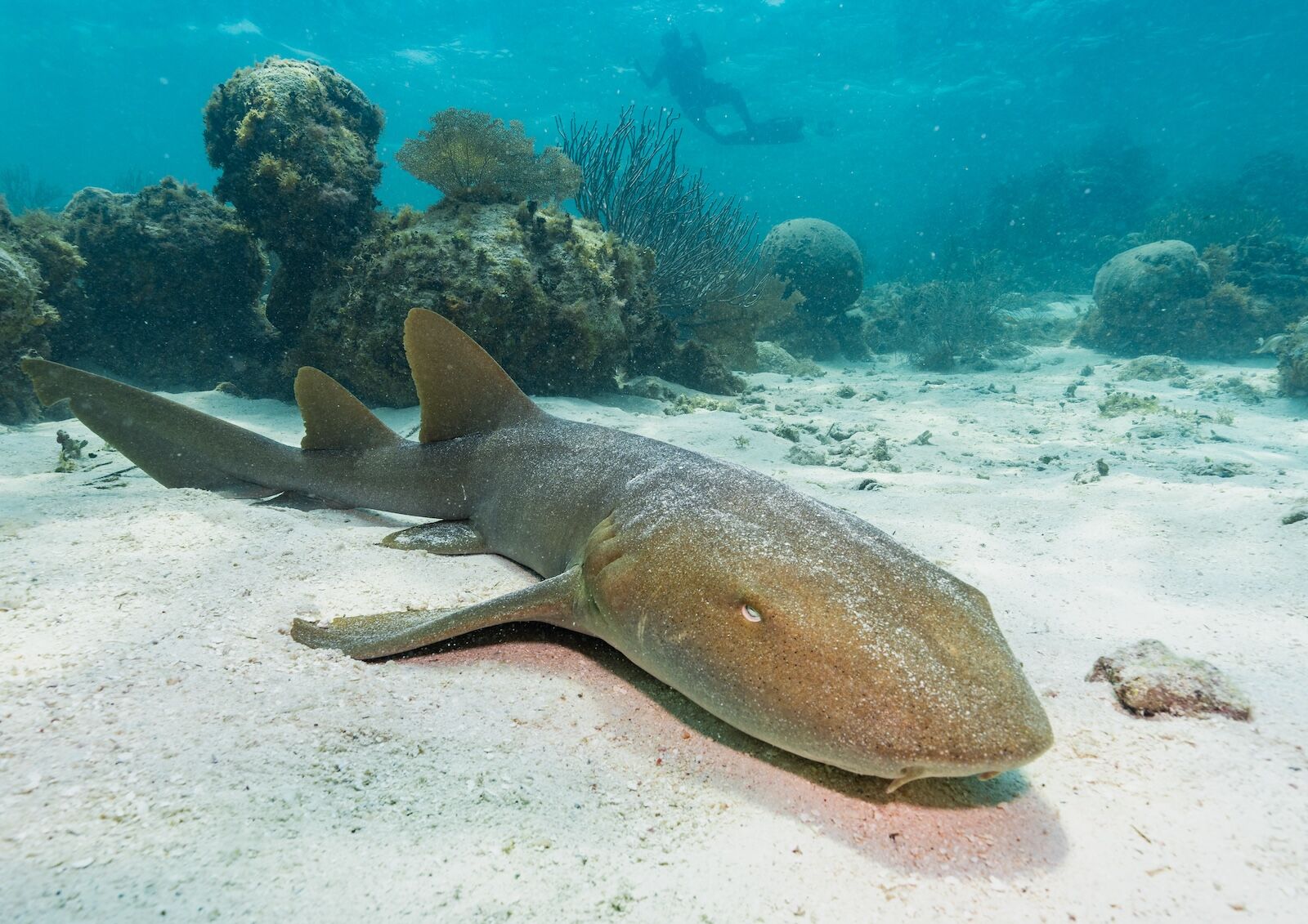 nurse shark in belize