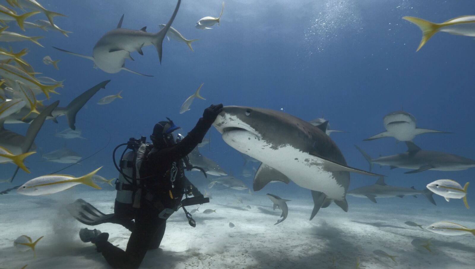 abernethy - tiger shark king