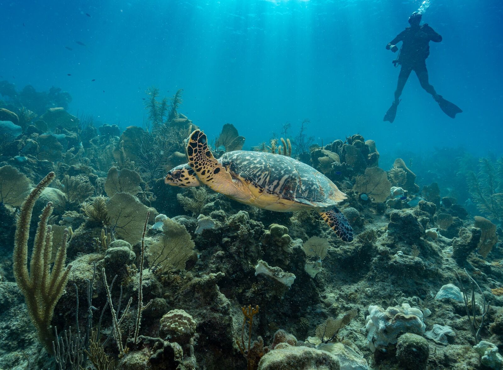 belize reef conservation - half moon caye diver