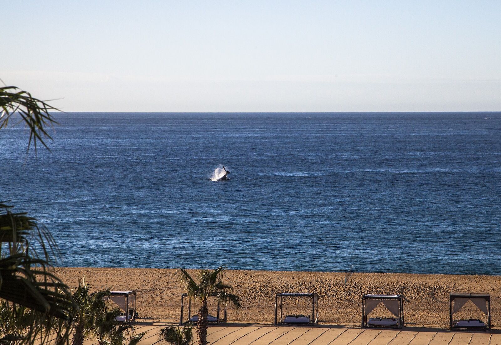 whale jumping in ocean near cabo