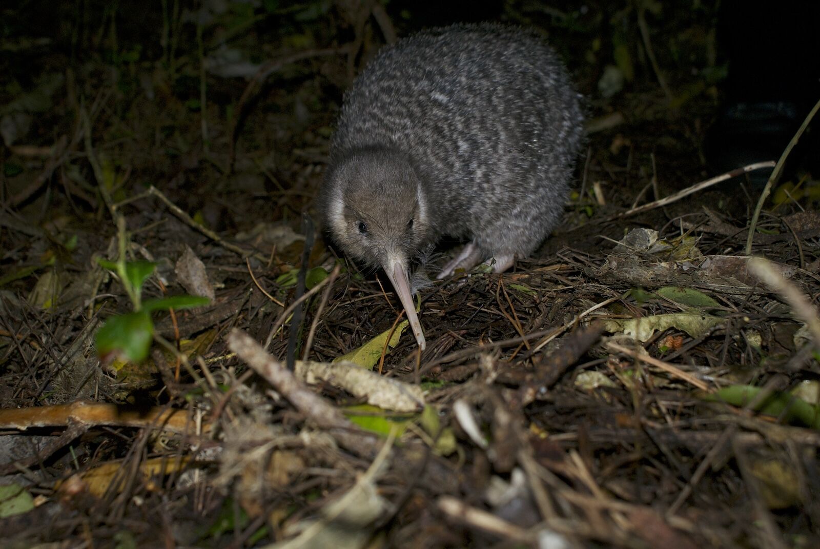 kiwi at night zealandia new zealand
