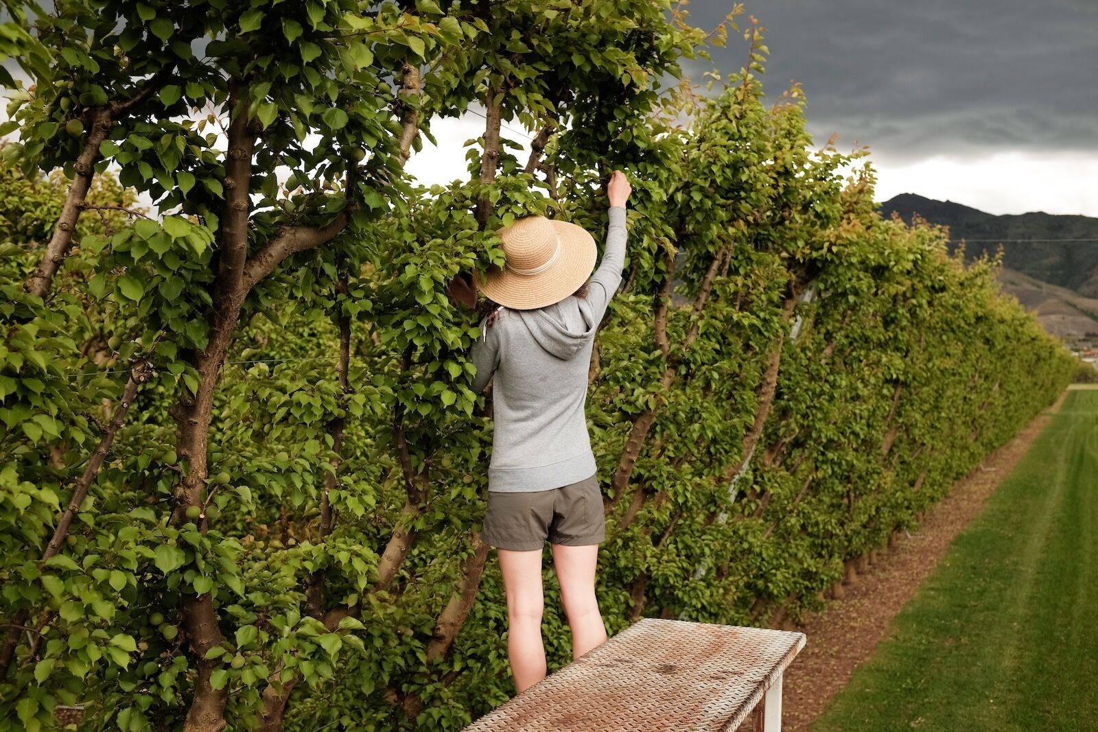woman picking apricots in new zealand