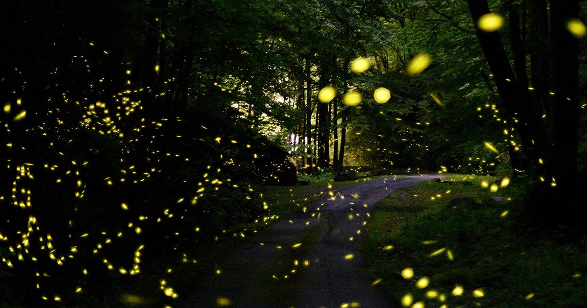 Bypassing the Lottery: An Insider’s Guide to Seeing the Smokies’ Synchronous Fireflies