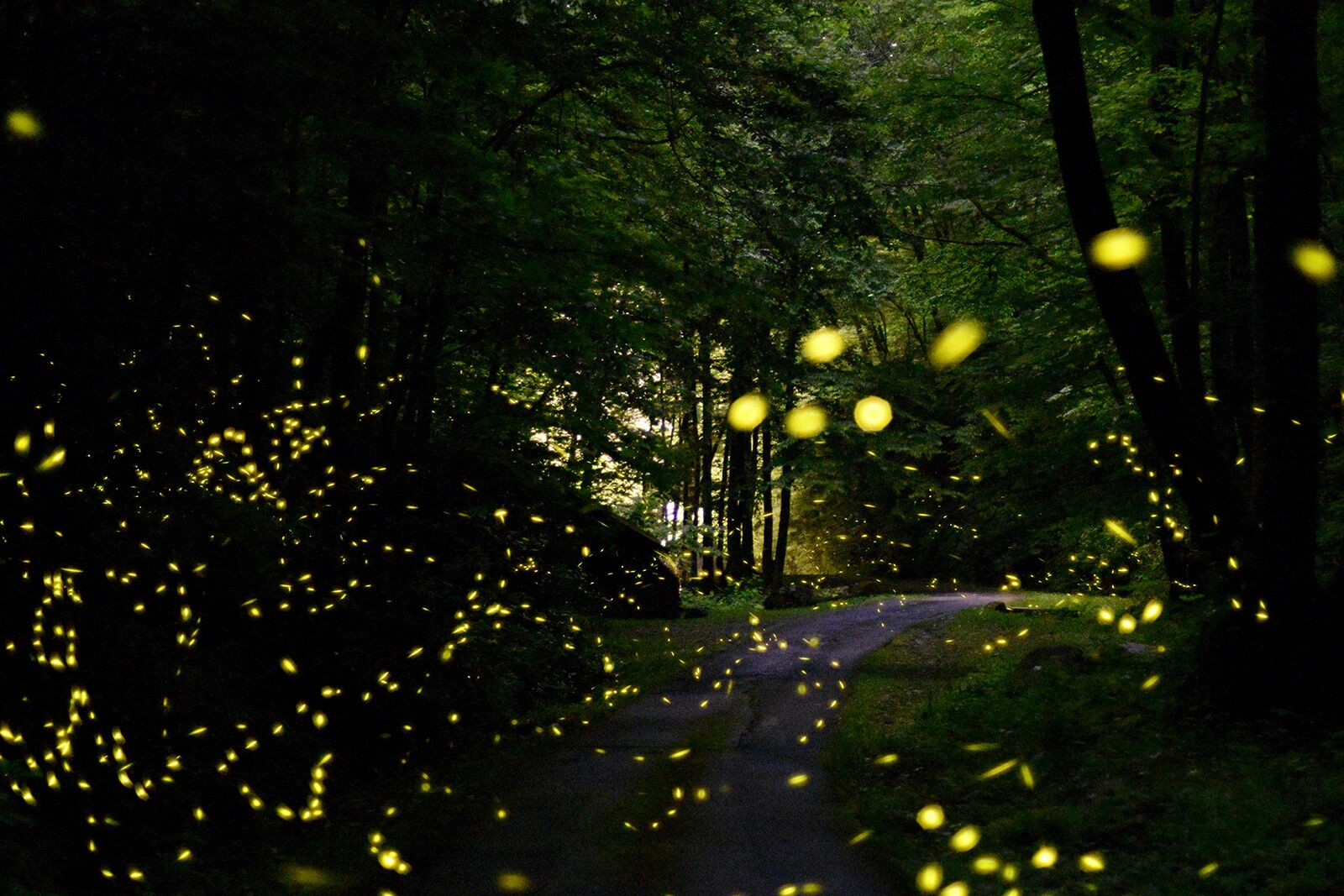 TravelWireDaily — Bypassing the Lottery: An Insider’s Guide to Seeing the Smokies’ Synchronous Fireflies