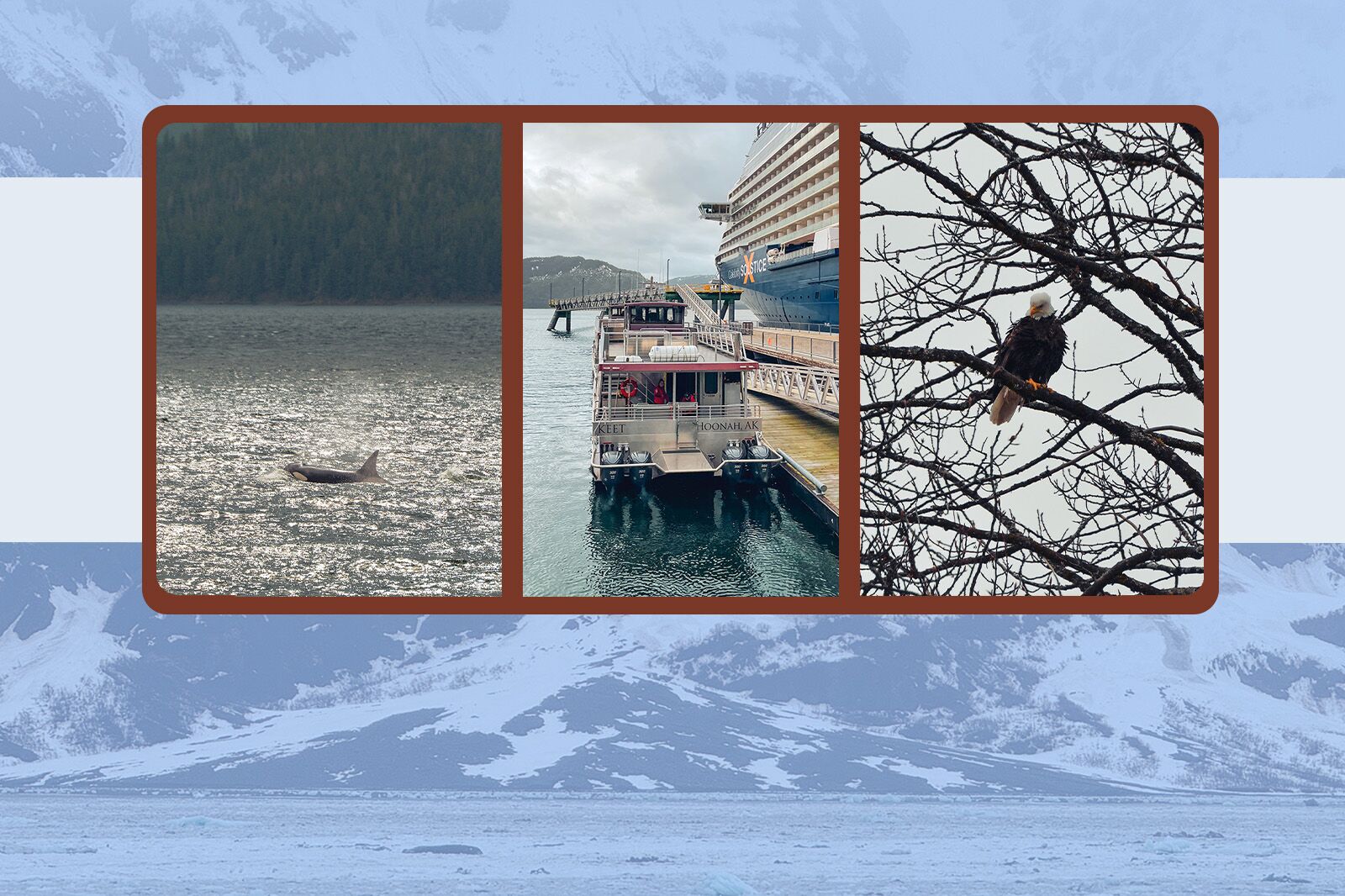 TravelWireDaily — Camera Roll: Orcas, Glaciers, and Eagles on a 7-Day Alaska Cruise