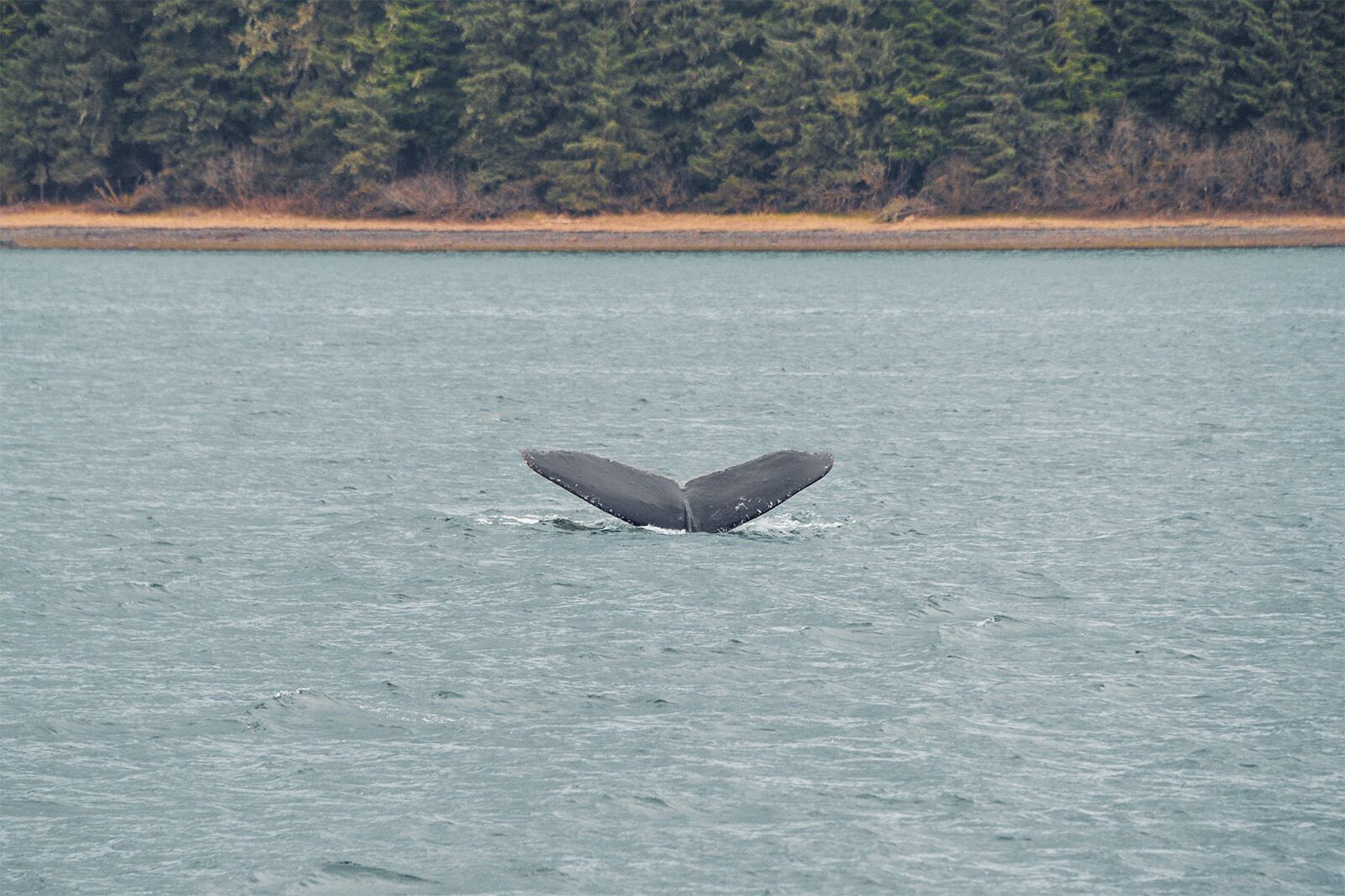 alaska cruise photos