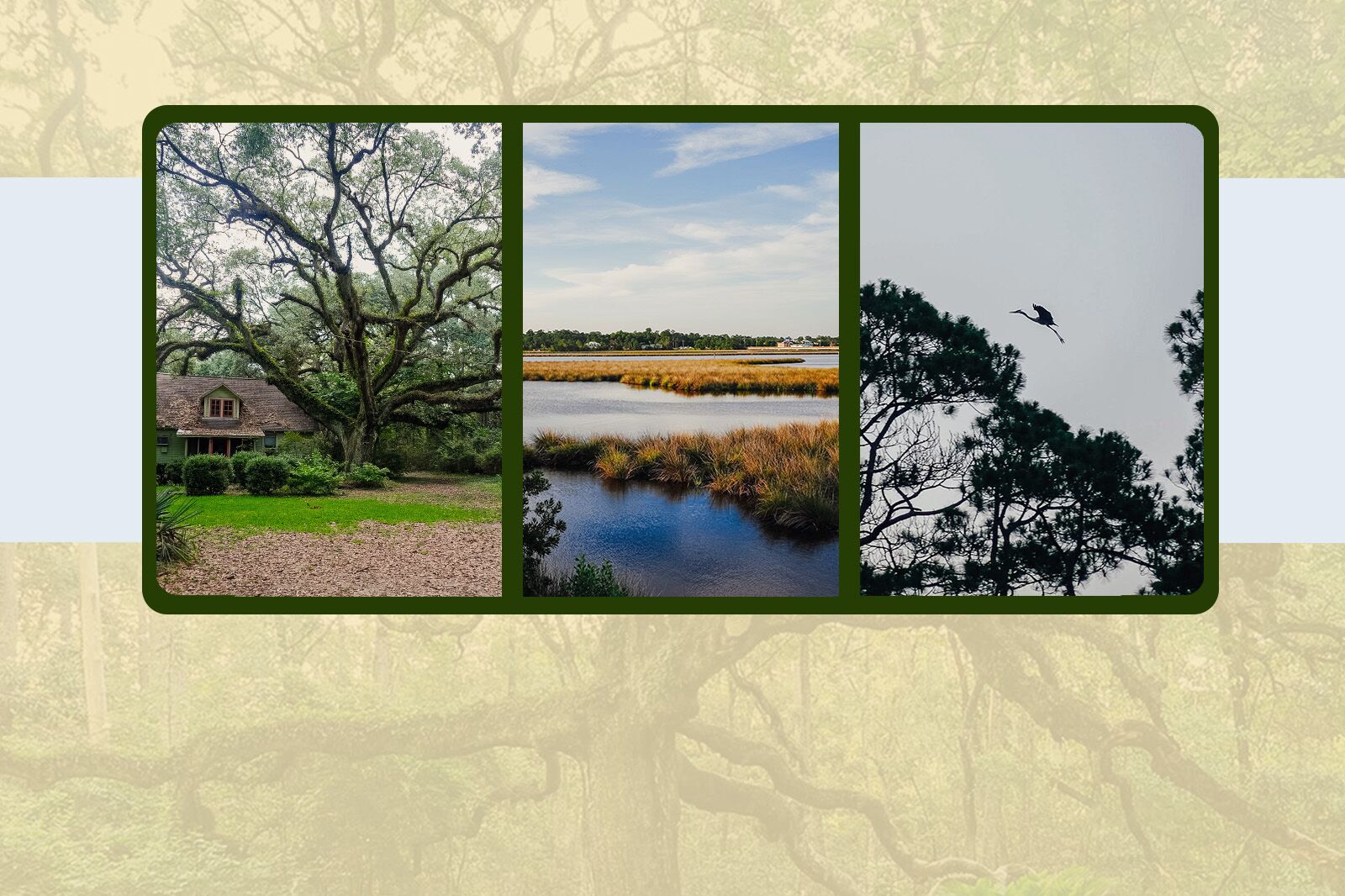 TravelWireDaily — Birding, Boating, and Bouillabaisse: 3 Days on the Mississippi Coast