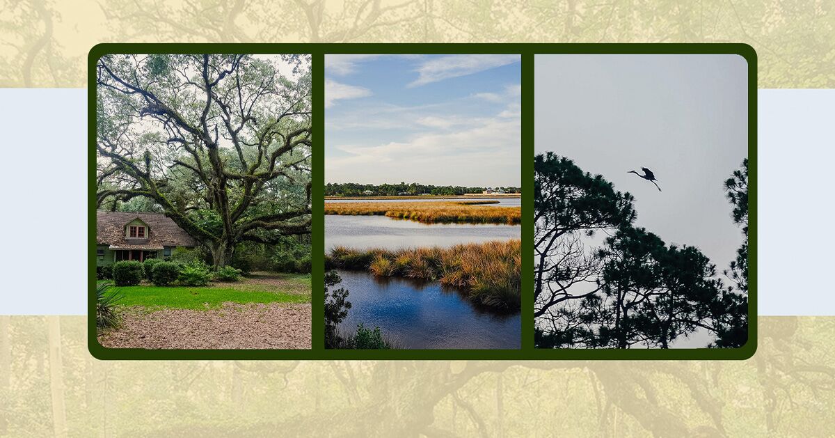 Pozorování ptáků, plavba a kultura: Tajemství pobřeží Mississippi