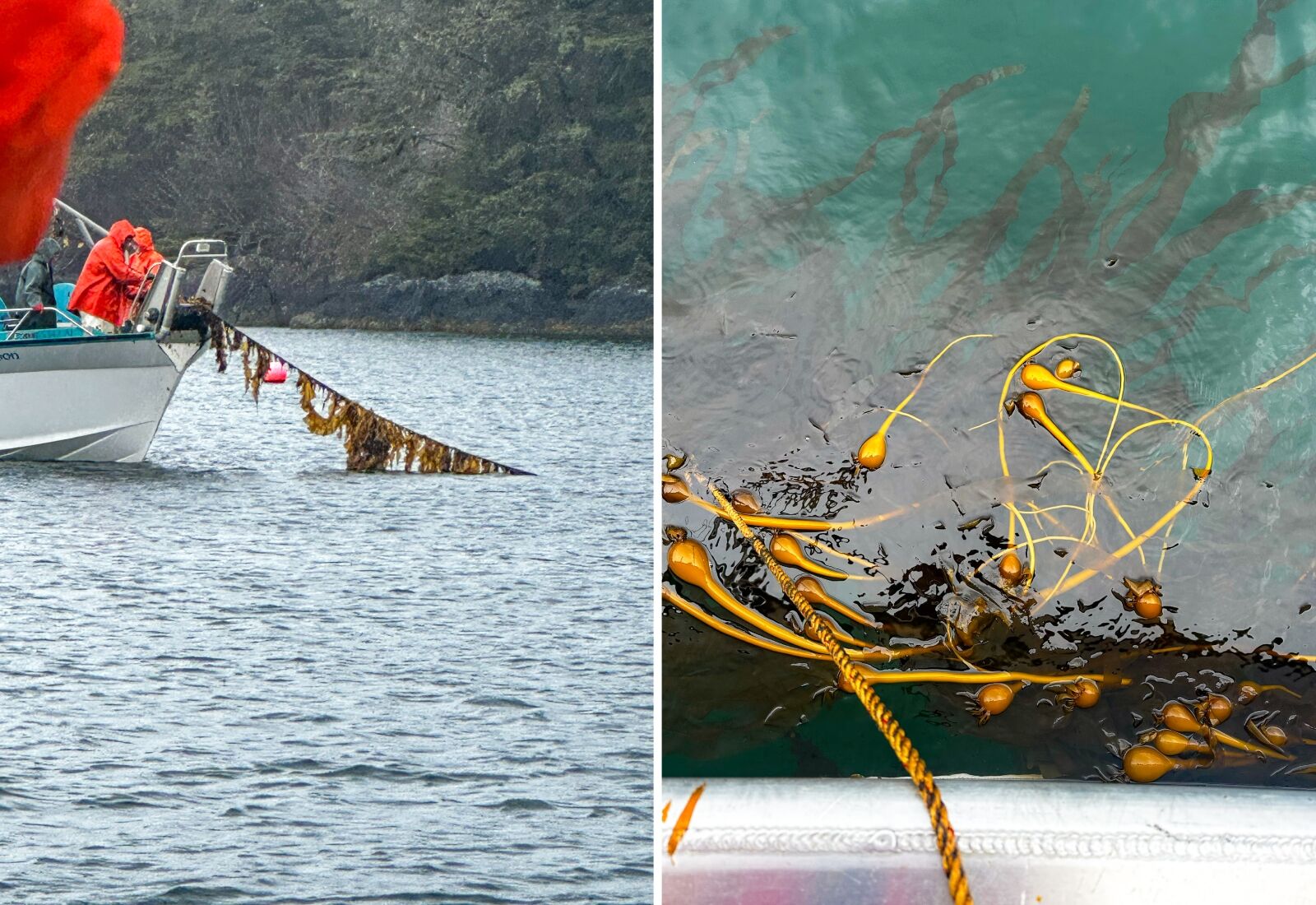 cordova alaska kelp harvesting