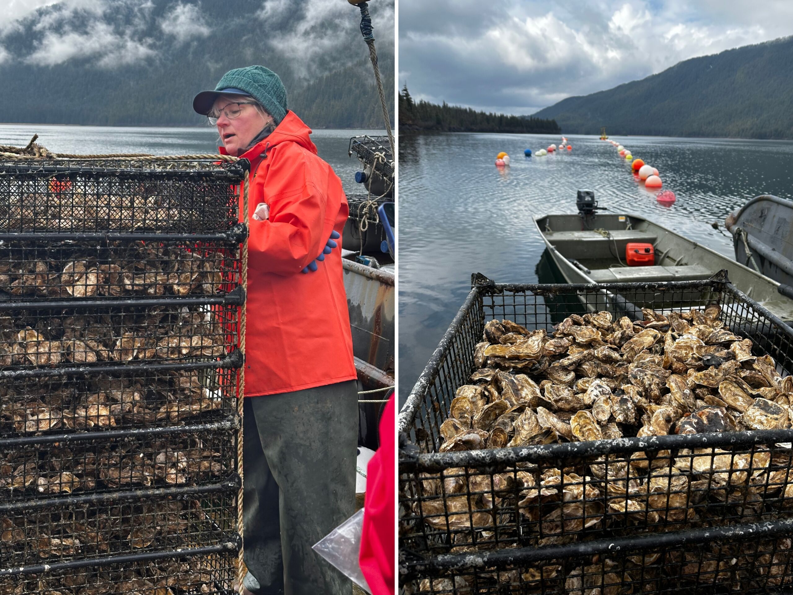 cordova alaska oyster catch