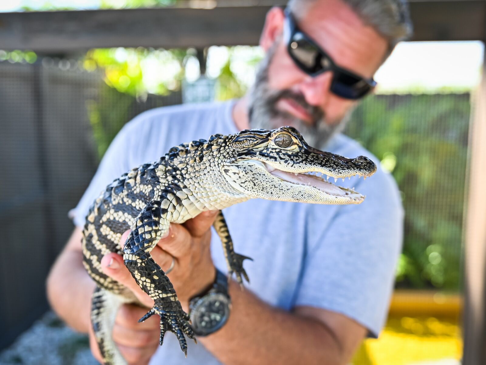 tim schwartzman handling a small alligator