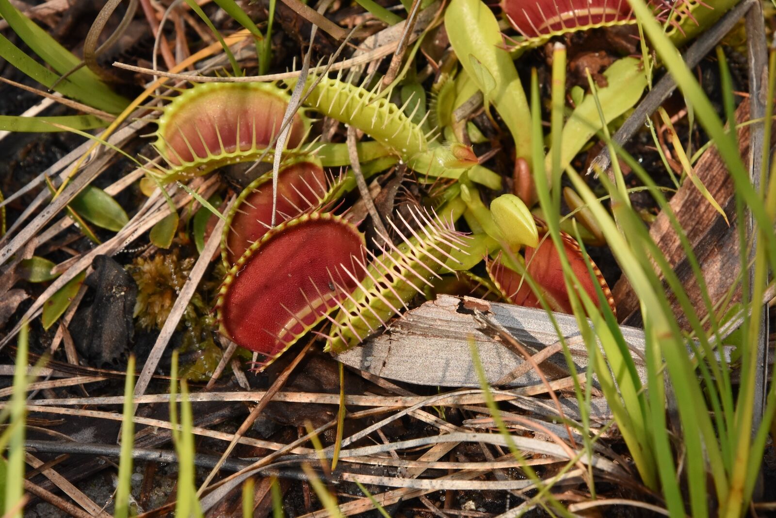 north carolina road trip - venus fly trap