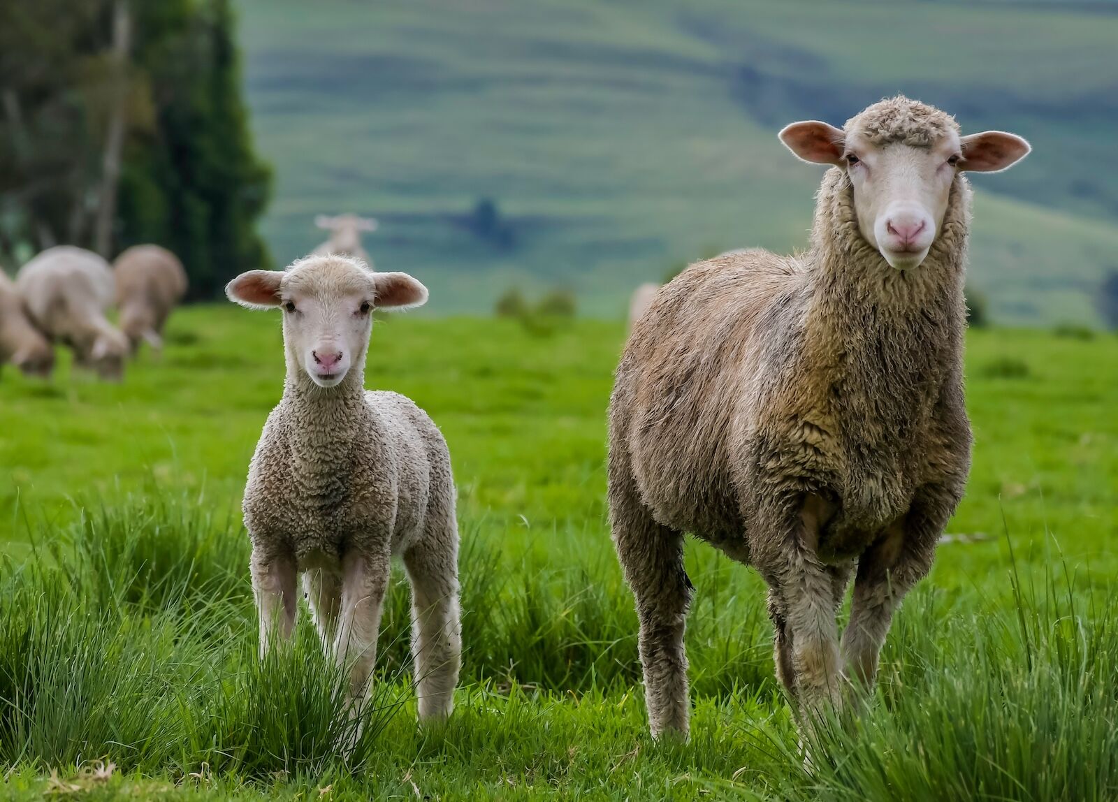 merino wool - sheep 