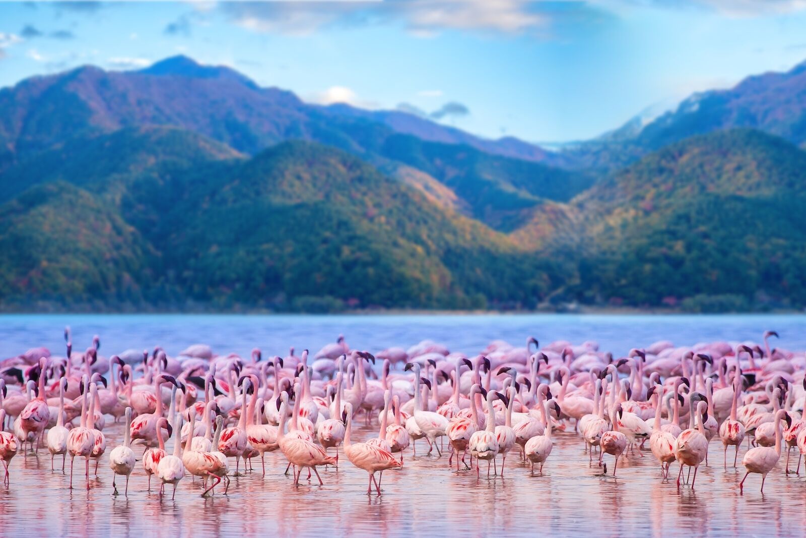 lake nakuru flamingos - many birds