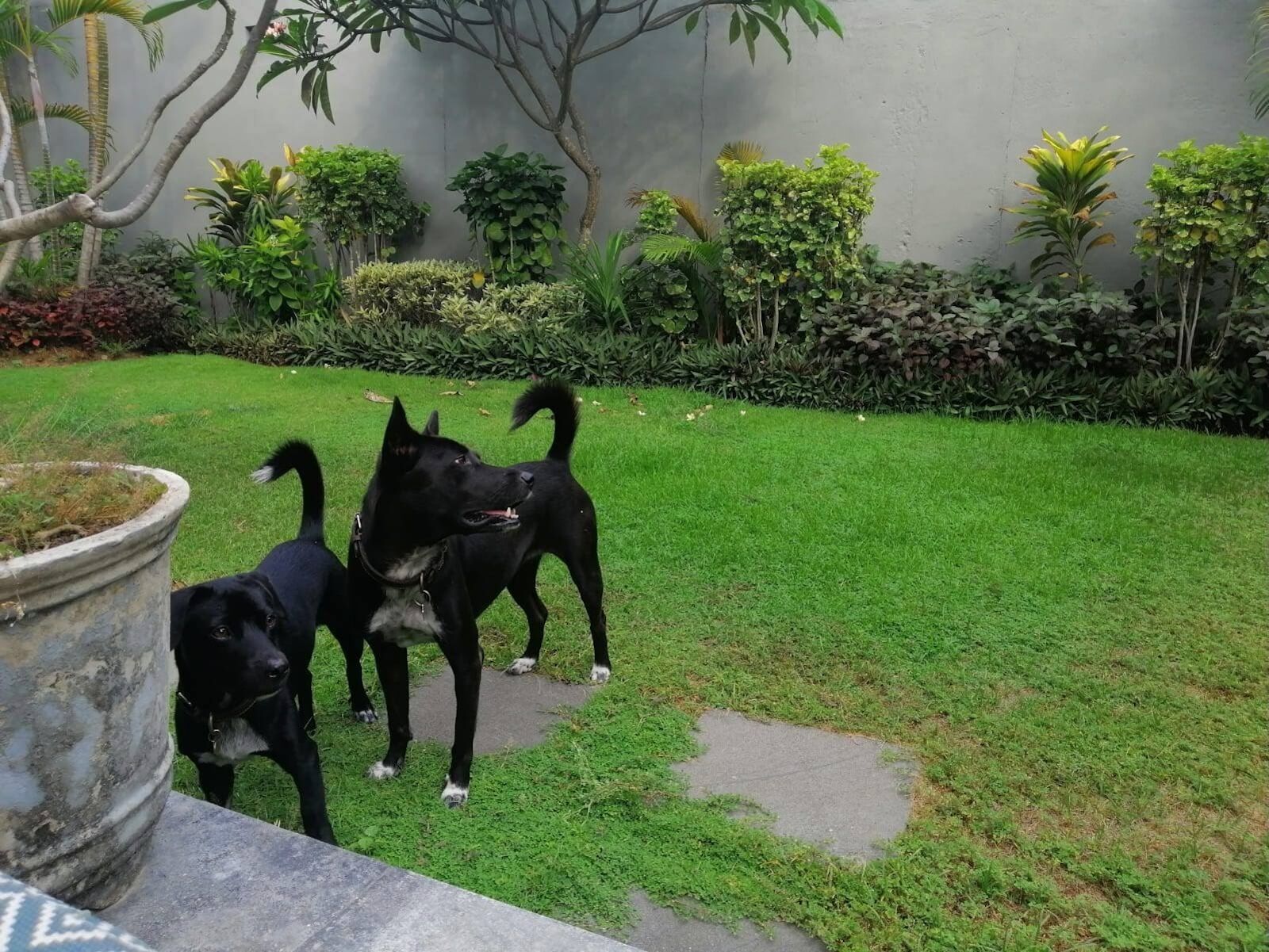 I’ve Visited Six Countries by Offering Pet-Sitting Services. Here’s Why It’s Ideal for Travelers.