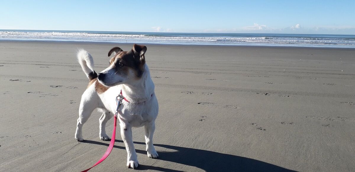 I’ve Visited Six Countries by Offering Pet-Sitting Services. Here’s Why It’s Ideal for Travelers.