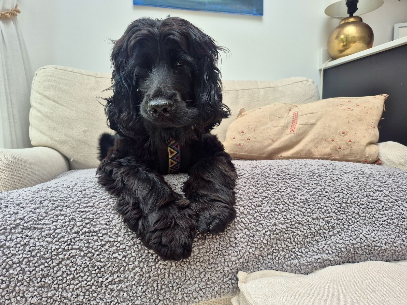 black dog on bed