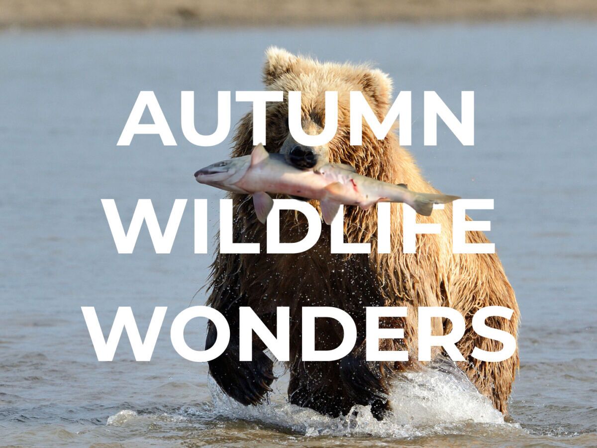 The Best Places to Visit for Autumn Wildlife Adventures