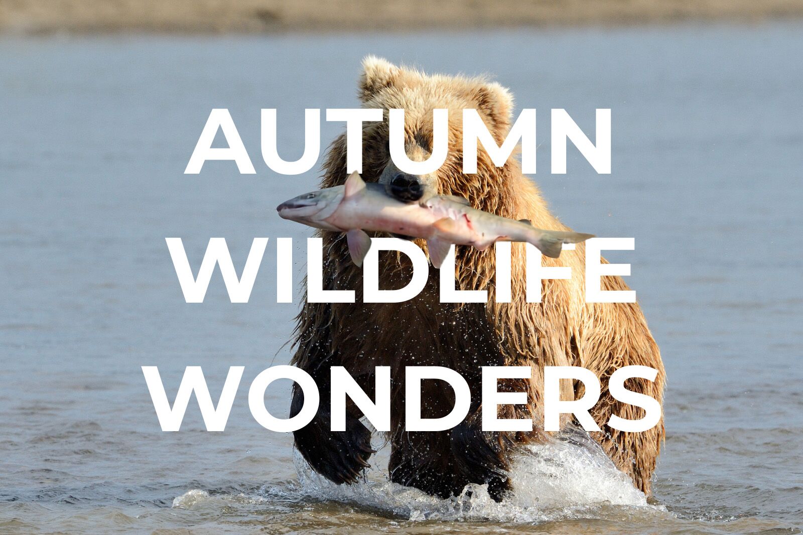 TravelWireDaily — The Best Places to Visit for Autumn Wildlife Adventures