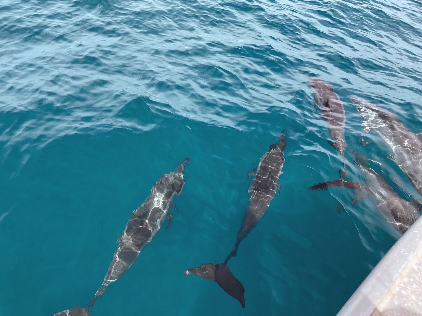 world oceans day - dolphins by boat