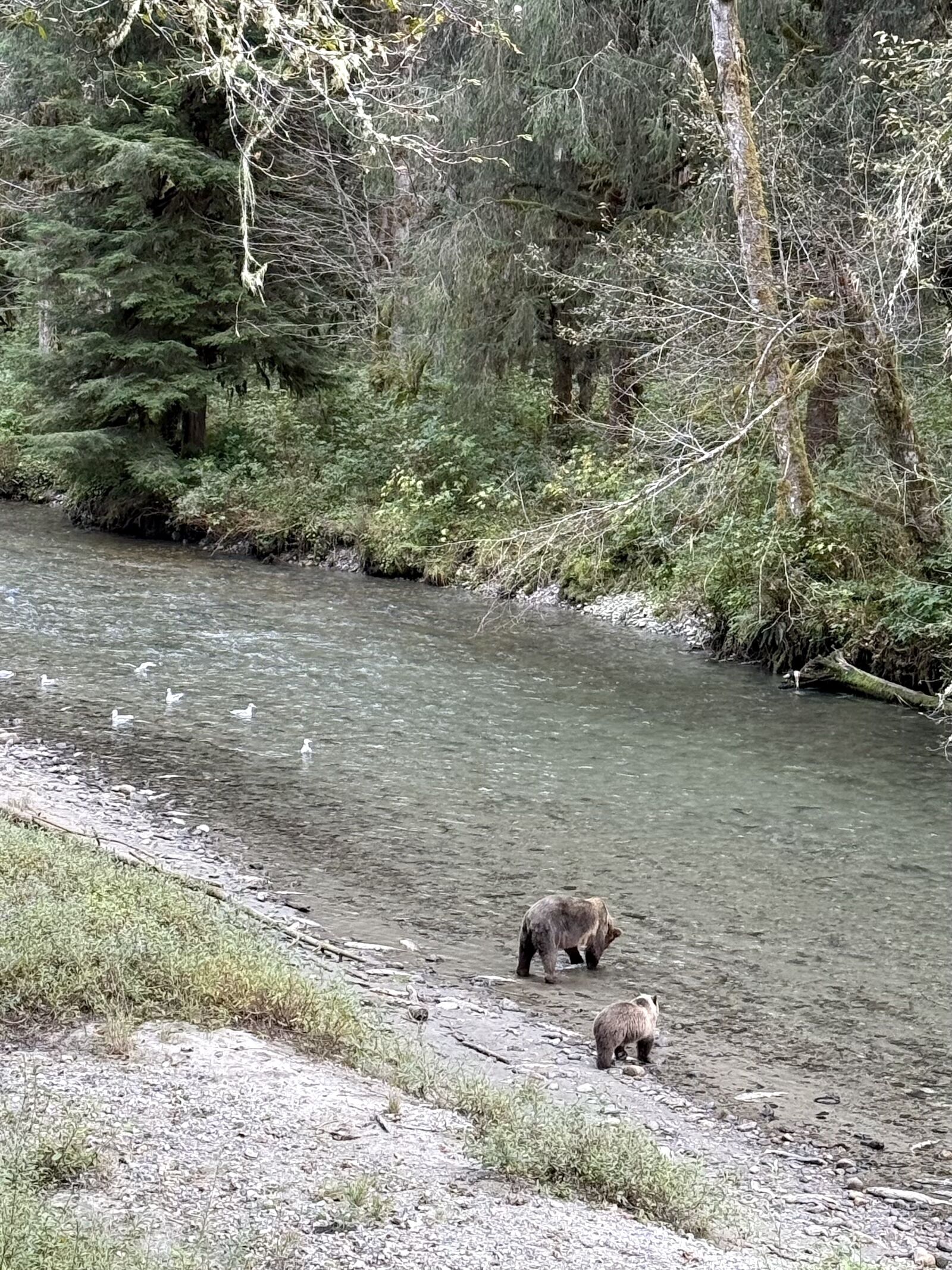 vancouver island wildlife - grizzlies on BC coast