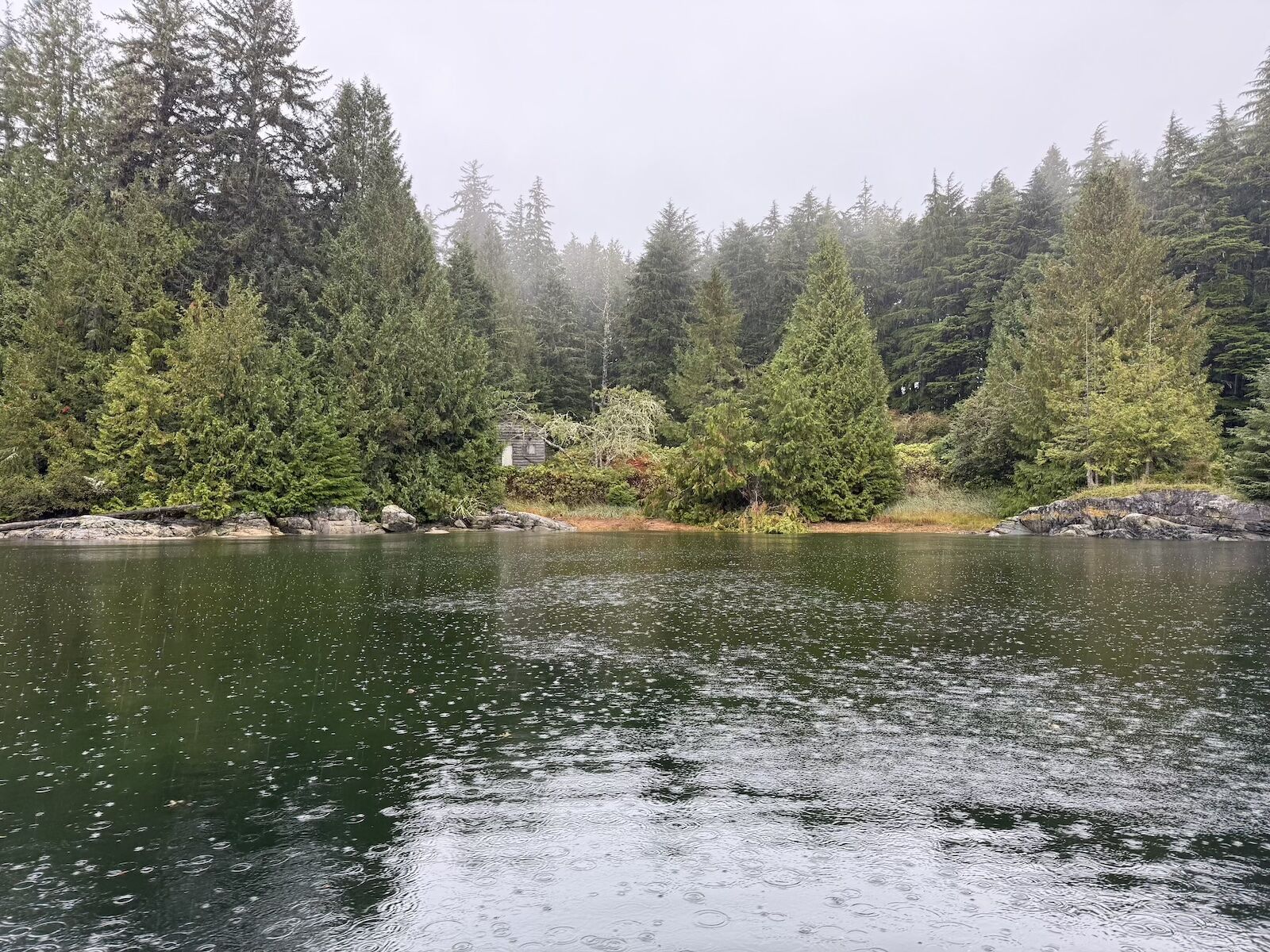vancouver island wildlife - native lands