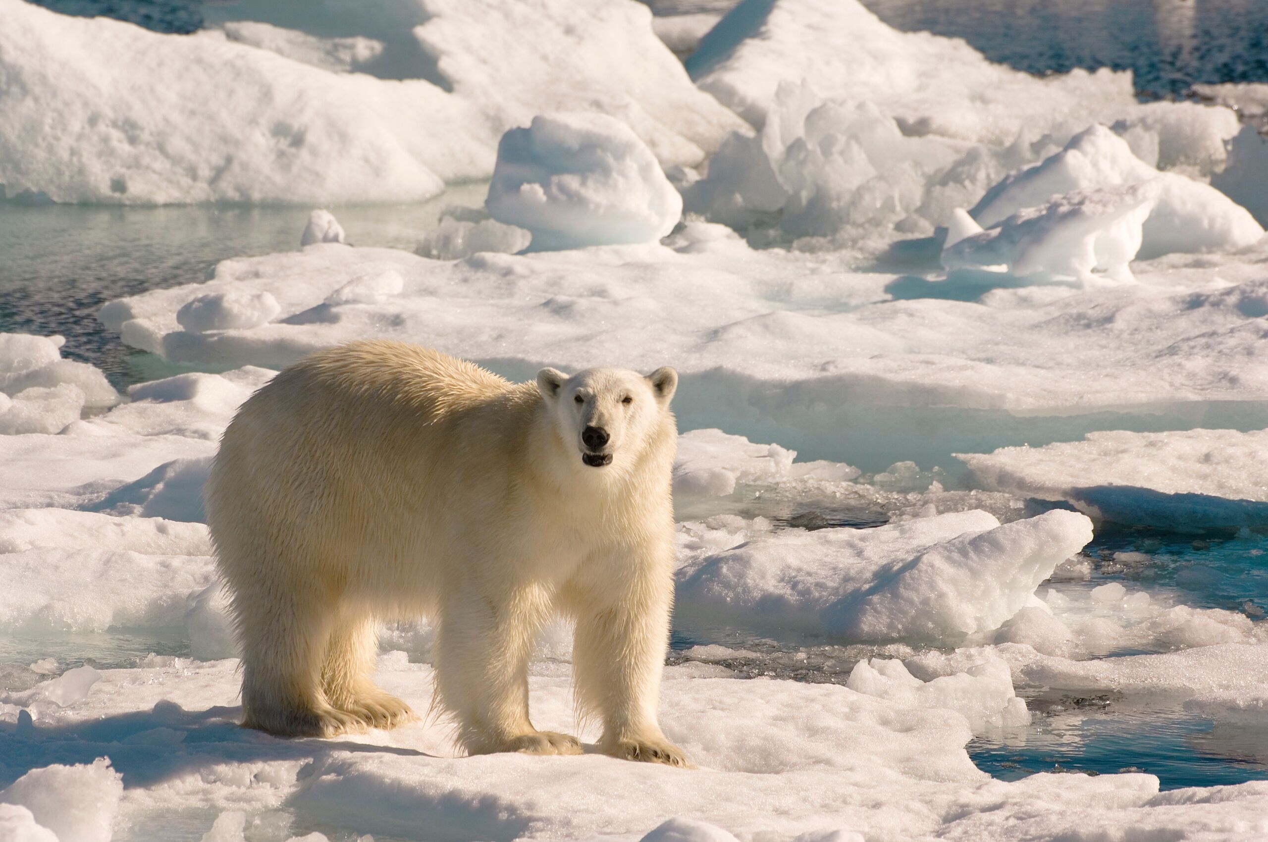 7 Places Around the World to See Polar Bears in the Wild
