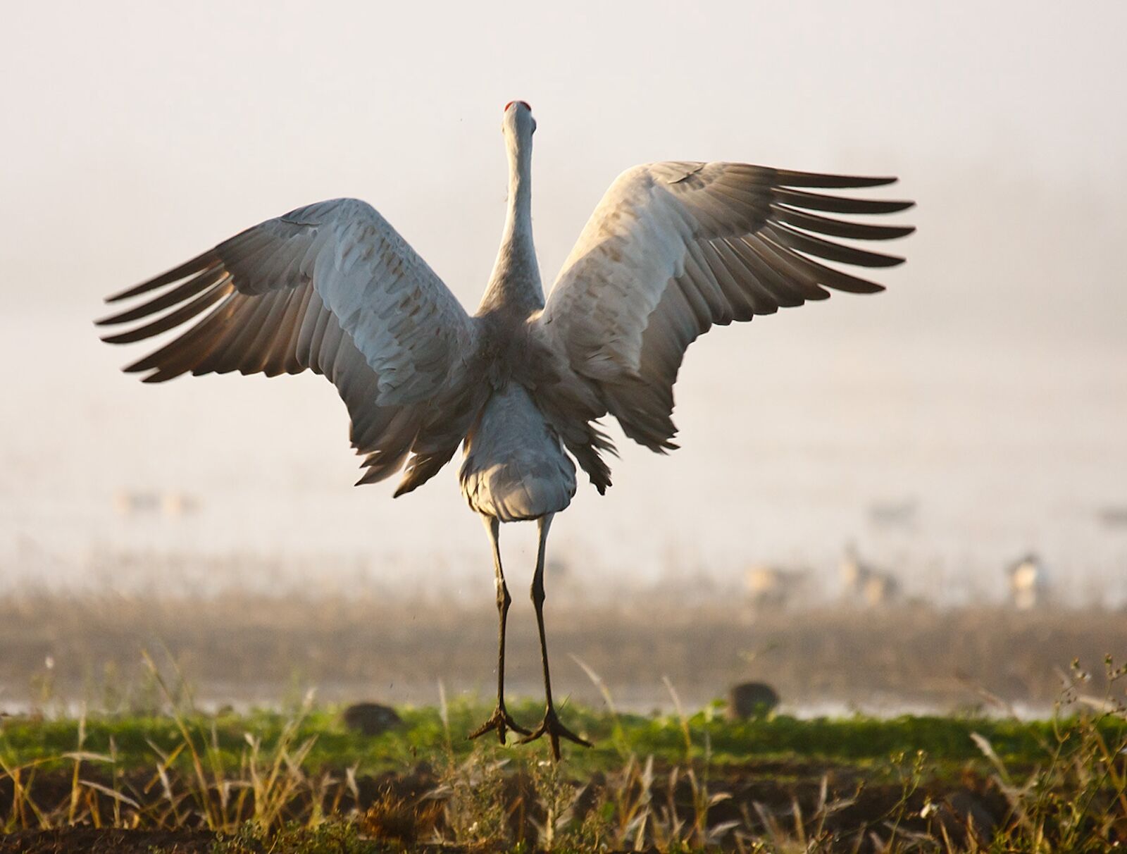 lodi sandhill crane fest pic