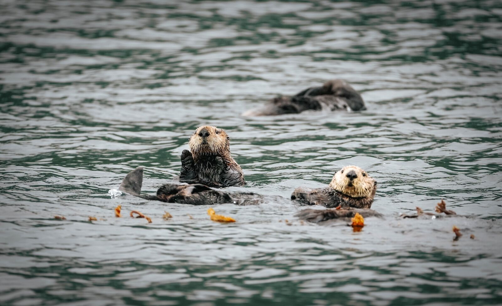otters on vancouver island