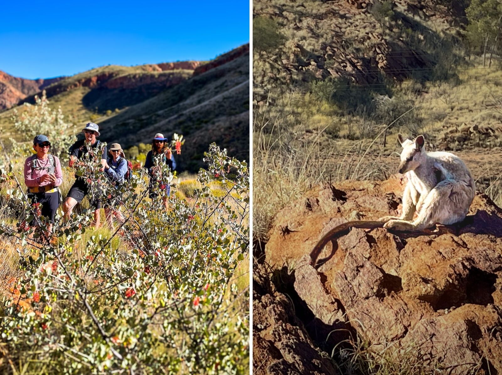 Larapinta Trail - - wallaby and hikers