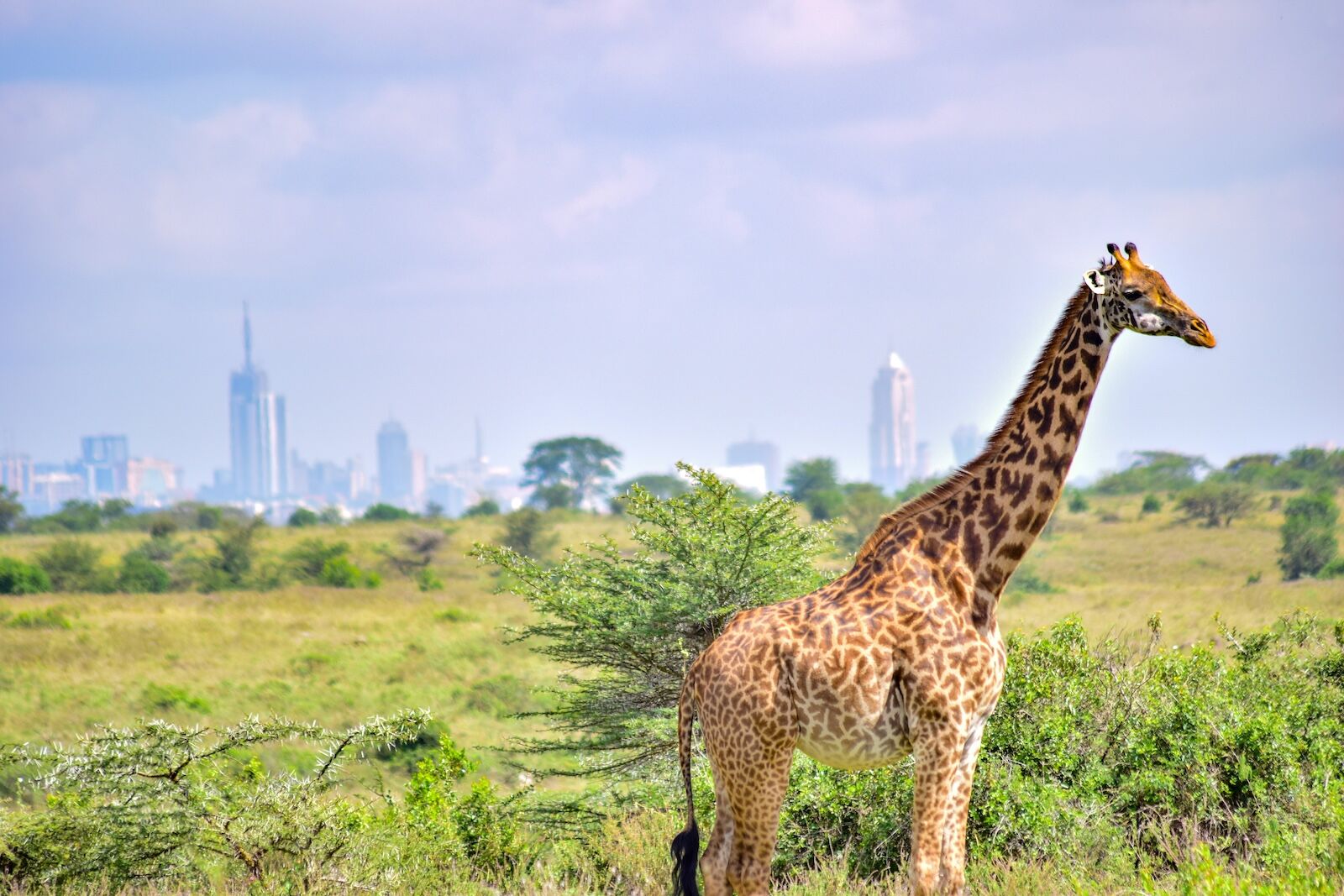 giraffe at nairobi national park - kenya in the fall