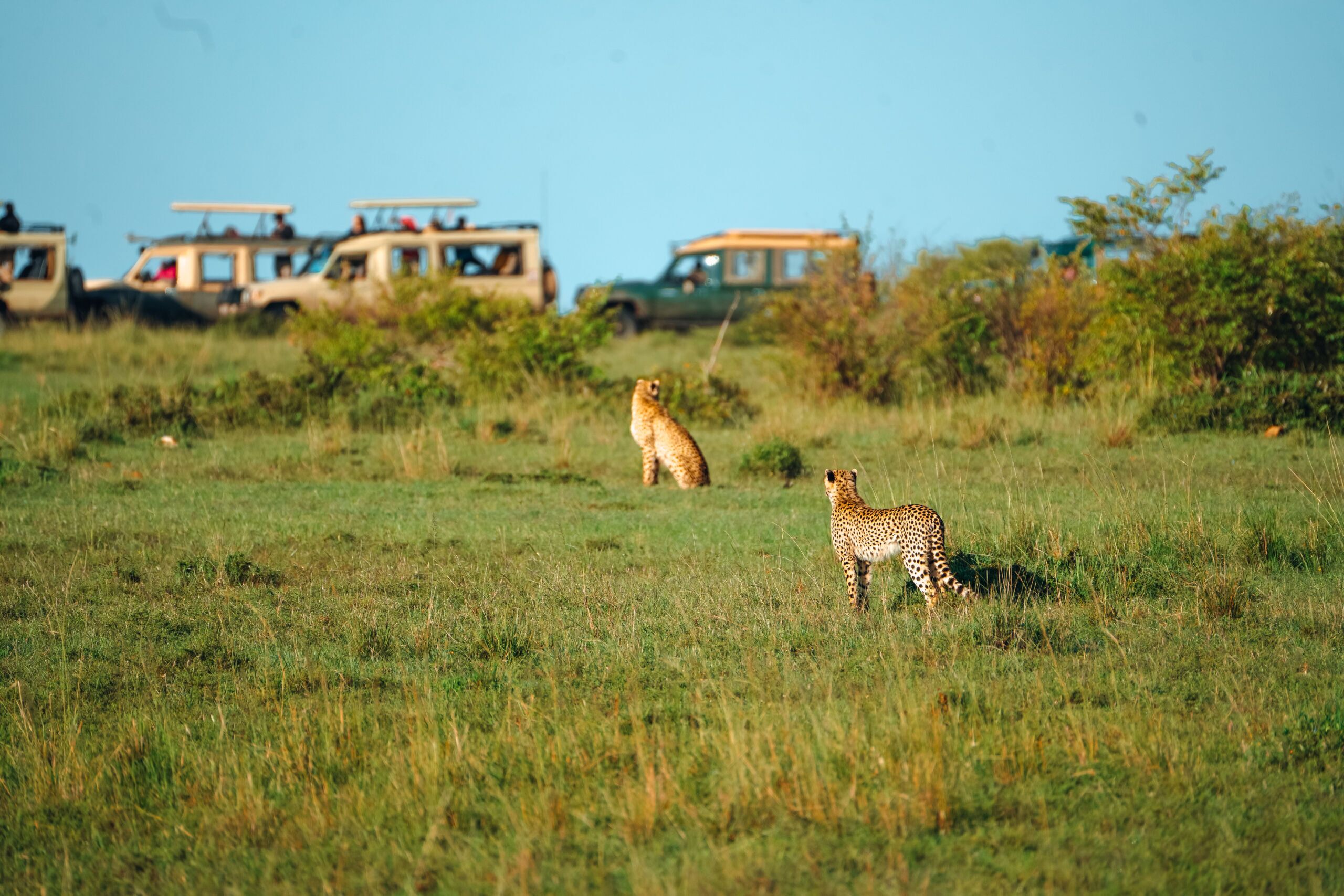kenya in the fall - maasai mara cheetah