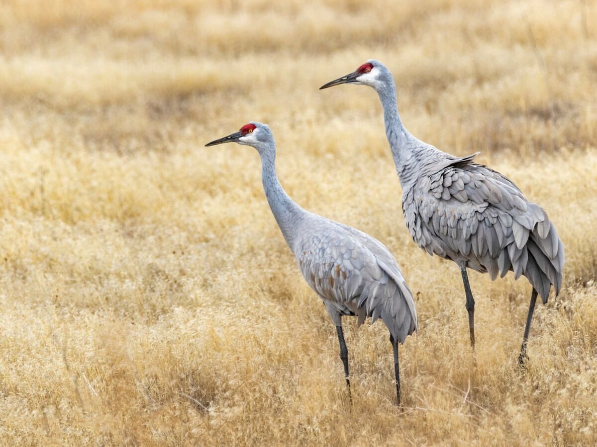 Every Fall, Thousands of Four-Foot Cranes Take Over This California Wine Town