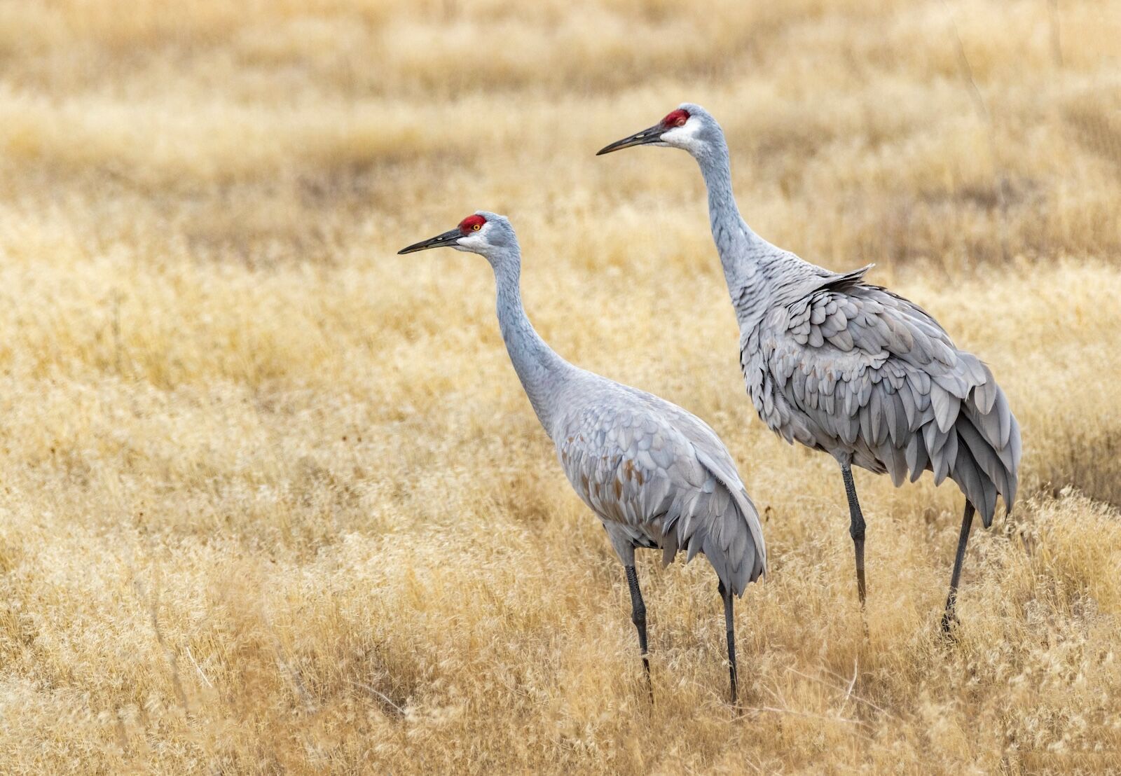 TravelWireDaily — Every Fall, Thousands of Four-Foot Cranes Take Over This California Wine Town