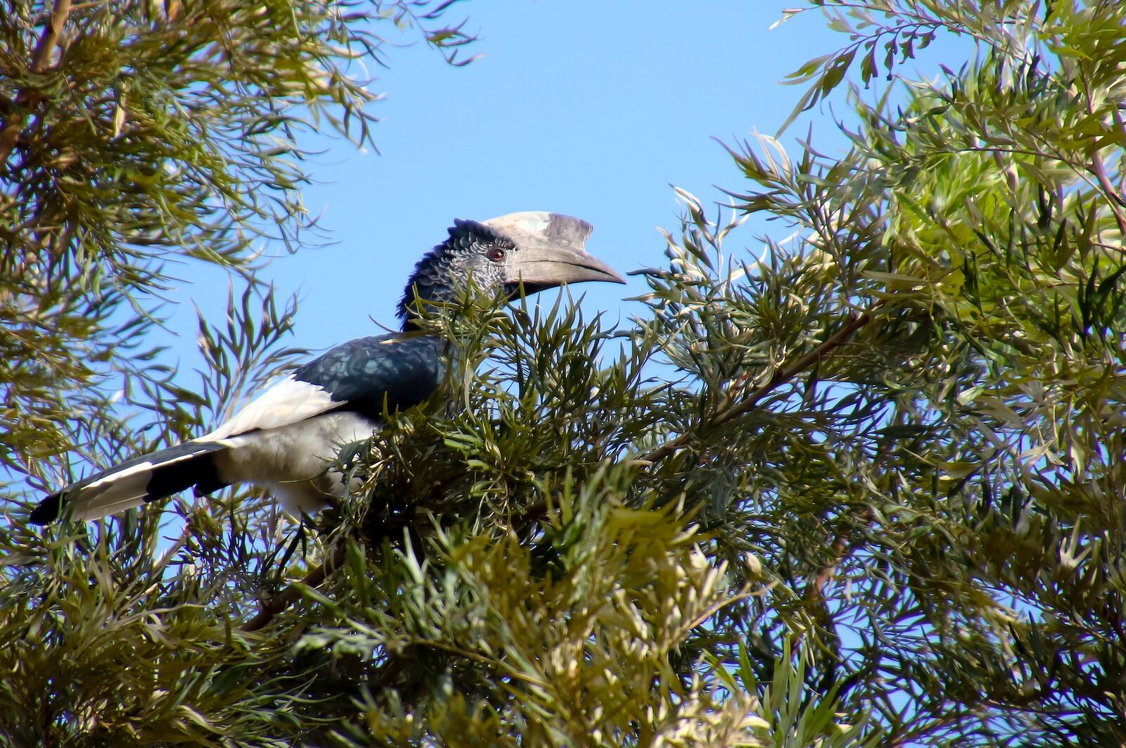 kenya in fall - rare bird