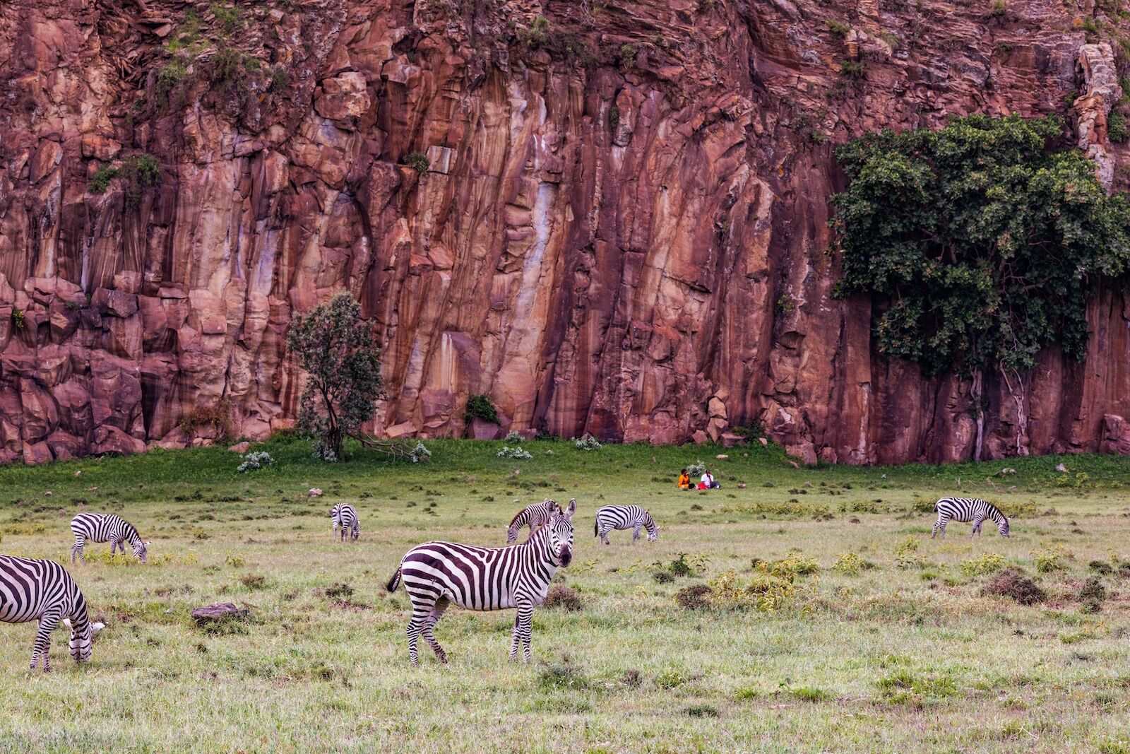 zebras at hells gate kenya